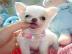 Chihuahua Welpen gehen zu lassen