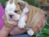 Wundersch�ne und aktive Bulldogge Welpen