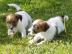 Jack Russells Terrier Welpen