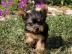 Loving Available Yorshire Terrier W ?