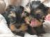 S?sse Mini Yorkshire Terrier Welpen what