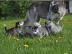 ,,,,,,,,,,,,,Husky Husky Husky,,,,,,,,,,
