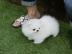 POMERANIAN ZWERGSPITZ BOO WELPEN ZUM VER