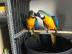 Graupapageien babys und macaw papageien