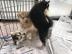 Reinrassige Pomsky Welpen ab sofort abzu