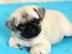 Mops Welpen sehr s??e und liebevolle Mop