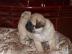 S��e Mops welpen !!!