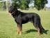 Beauceron TOP Welpen zu verkaufen