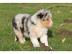 Australian Shepherd Welpen mit Papiere,