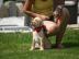Mini GESUND Labrador Retriever  Welpe