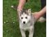 Siberian Husky Welpen Sibirische Huskyw