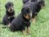 Rottweiler Welpen aus ADRK / VDH Zucht A
