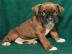 F�nf Wundersch�ne boxer Welpen