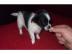 Chihuahua Welpen mit Stammbaum