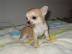 Chihuahua welpen