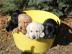 Zuckers��e Labradorwelpen