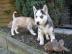 Siberian Husky Welpen mit VDH/DCNH/FCI-P