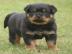 Rottweilerwelpen aus ADRK - Leistungszuc