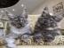 Entz?ckende Mainecoon-Katzen zum Verkauf