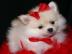 pomeranian zwergspitz Welpe Weibchen