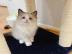 Baby kitten mit papieren