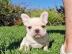 franz�sische Bulldoggen bereit