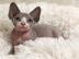 s??e Sphynx-K?tzchen