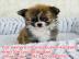 Chihuahua Welpe/WhatsApp:+4915510348975