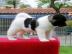 Pr�chtige Akita Inu Welpen in rot abzuge