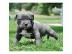 TOP American- Pitbull- Blue- Line- Welpe