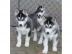 Reinrassige Siberian Husky Welpen abzuge