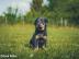 Welpen Beauceron mit Stammbaum