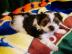 Biewer Yorkshire Terrier Welpen mit Papi