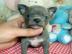 Weihnachten Mini Chihuahua Babys fur 285