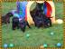 s��en Labrador Welpen nur in gute H�nde
