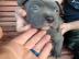 S??er und verspielter Pitbull zur Adopti