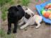 ***Mopsalarm***Kleine reinrassige Mops W