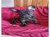 franz?sische Bulldog Welpen