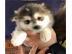s��e Pomsky Welpen zur Adoption