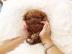 MINI-Pudelwelpen, m�nnlich und weiblich