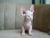 Sphynx-Katzen zur Adoption