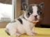 Franz�sische Bulldogge (WELPEN) mit Papi