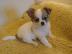 Chihuahua Welpen Whatsapp +4915214389093