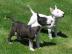 Mini Bullterrier FCI Papiere(Ahnentafel)