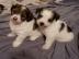 Jack Russel Terrier welpen