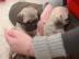 2 liebe Hunde_babys in Wien abzugeben