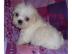 Zuckers��e mini Shih Tzu Welpen