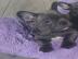 ,Reinrassige franz?sisch Bulldogge