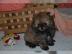 Mini Pomeranian Zwergspitz Bobo