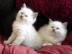 Ragdoll-K�tzchen